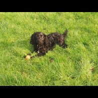 Labradoodle - Both