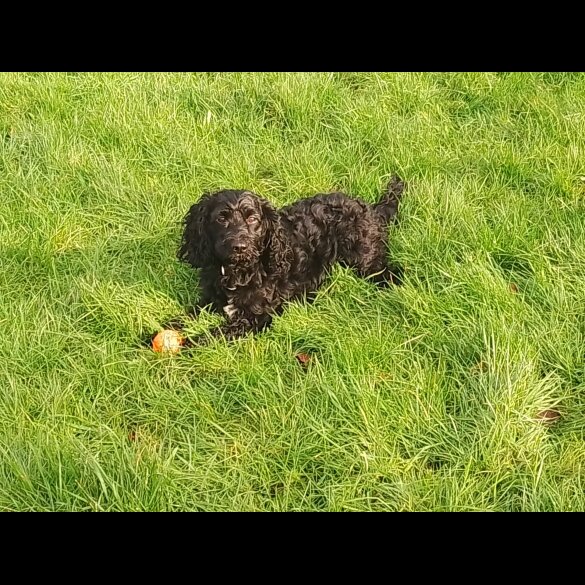 Labradoodle - Both