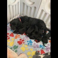 Labradoodle - Both