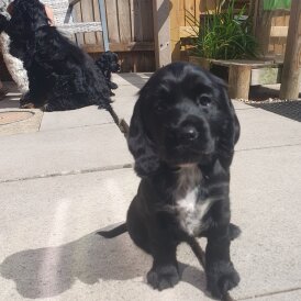 Cockapoo - Both