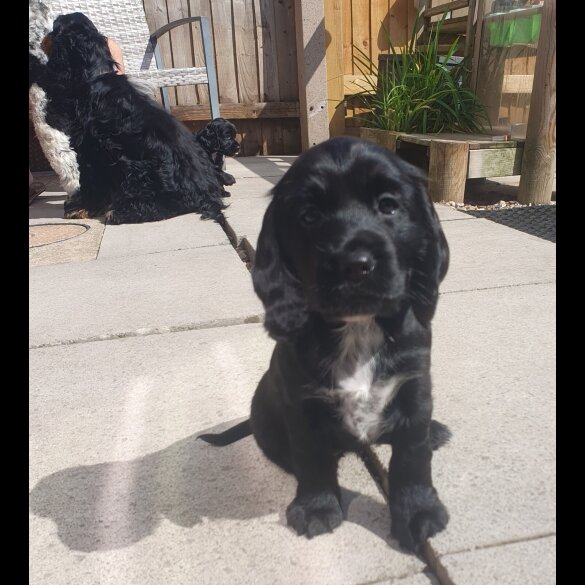 Cockapoo - Both