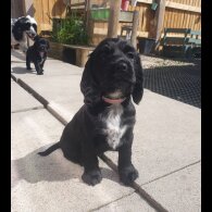 Cockapoo - Both
