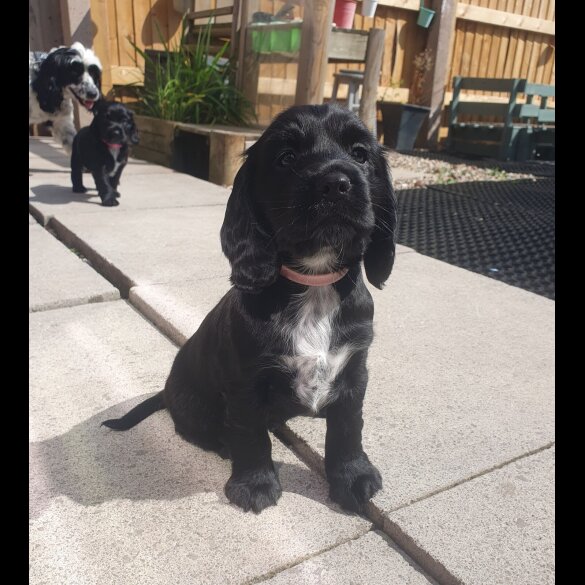 Cockapoo - Both