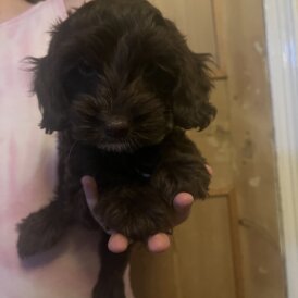 Cockapoo - Both