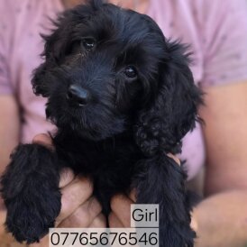 Cockapoo - Both