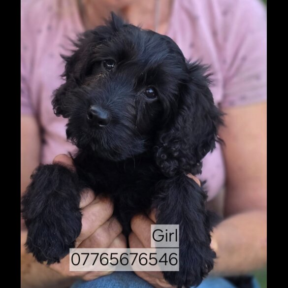 Cockapoo - Both