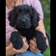 Cockapoo - Both
