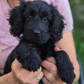 Cockapoo - Both