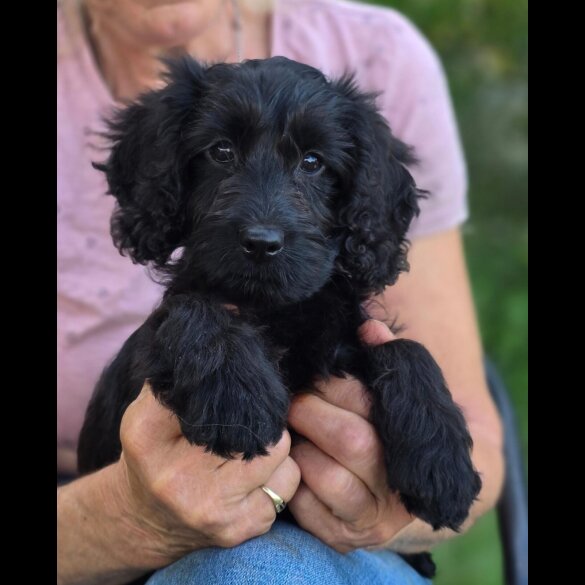 Cockapoo - Both