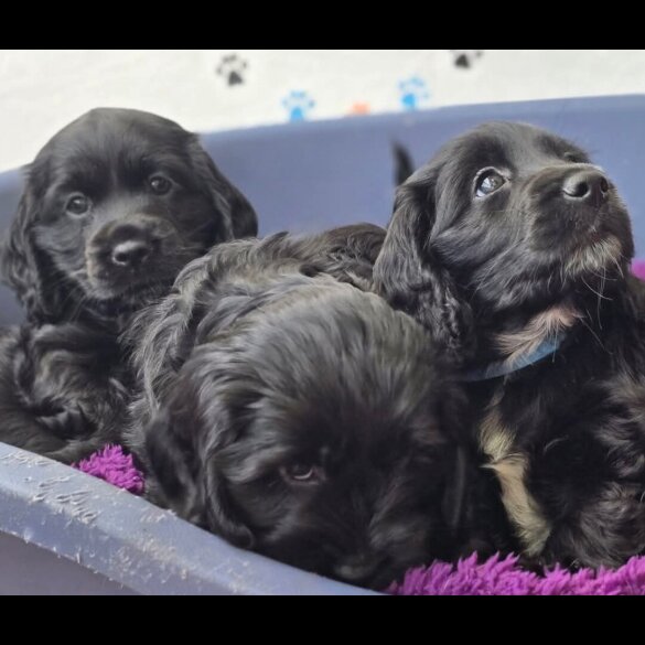 Cockapoo - Both