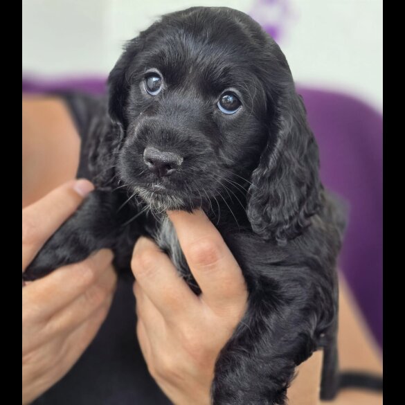Cockapoo - Both