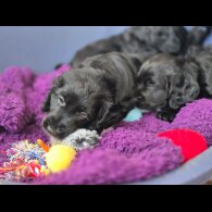 Cockapoo - Both