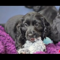 Cockapoo - Both