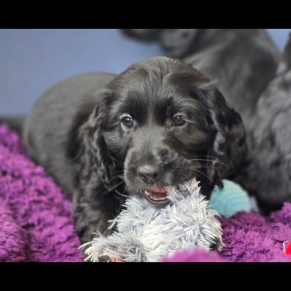 Cockapoo - Both