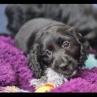 Cockapoo - Both