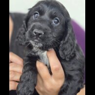 Cockapoo - Both