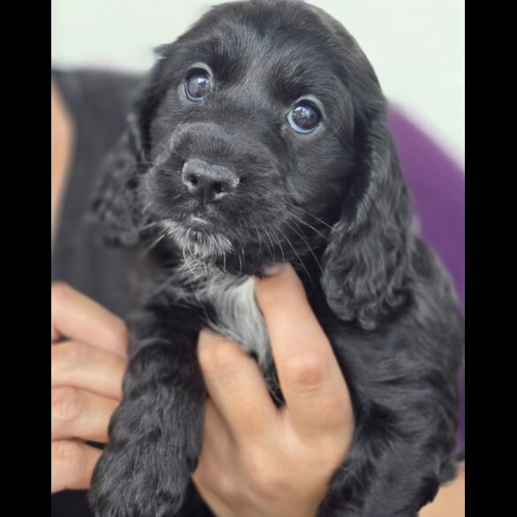 Cockapoo - Both