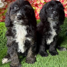 Cockapoo - Both