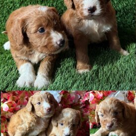 Cockapoo - Both