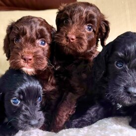 Cockapoo - Both