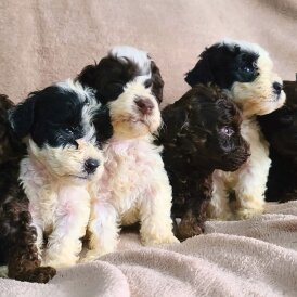 Cockapoo - Both