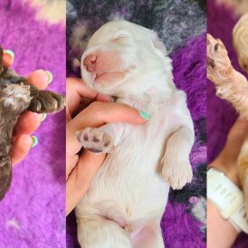 Cockapoo - Both
