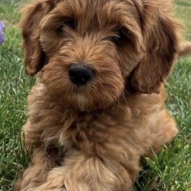 Cockapoo - Both