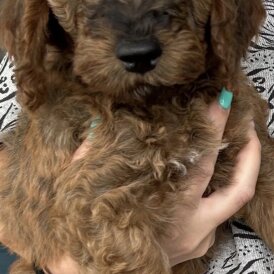 Cockapoo - Both