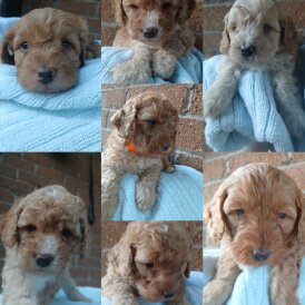 Cockapoo - Both