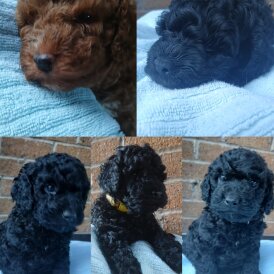 Cockapoo - Dogs