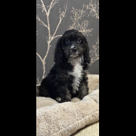 Cockapoo - Both