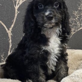 Cockapoo - Both