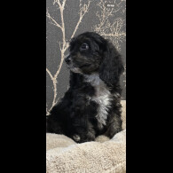 Cockapoo - Both