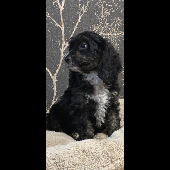 Cockapoo - Both