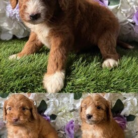 Cockapoo - Both