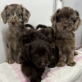 Cockapoo - Both