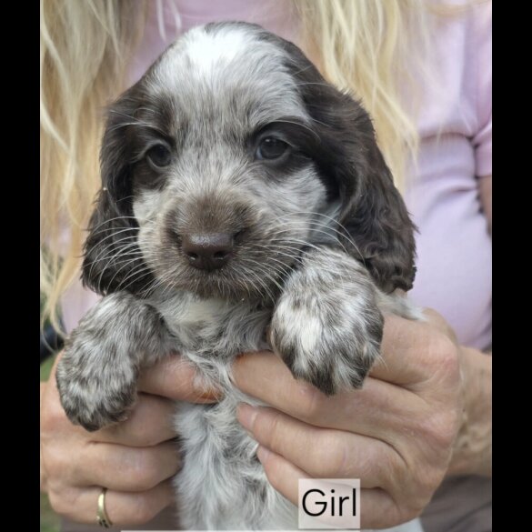Cockapoo - Both