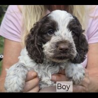 Cockapoo - Both