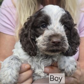 Cockapoo - Both