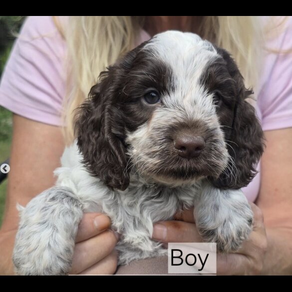 Cockapoo - Both