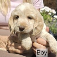 Cockapoo - Both