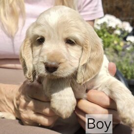 Cockapoo - Both