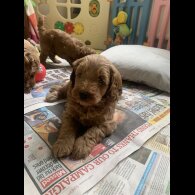 Cockapoo - Both