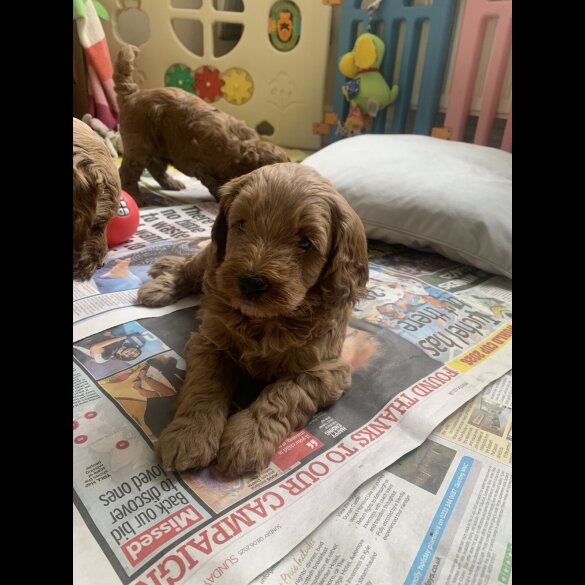 Cockapoo - Both
