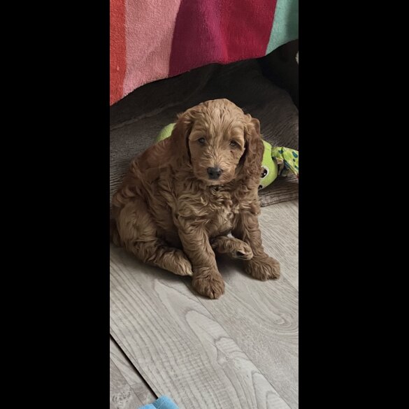 Cockapoo - Both
