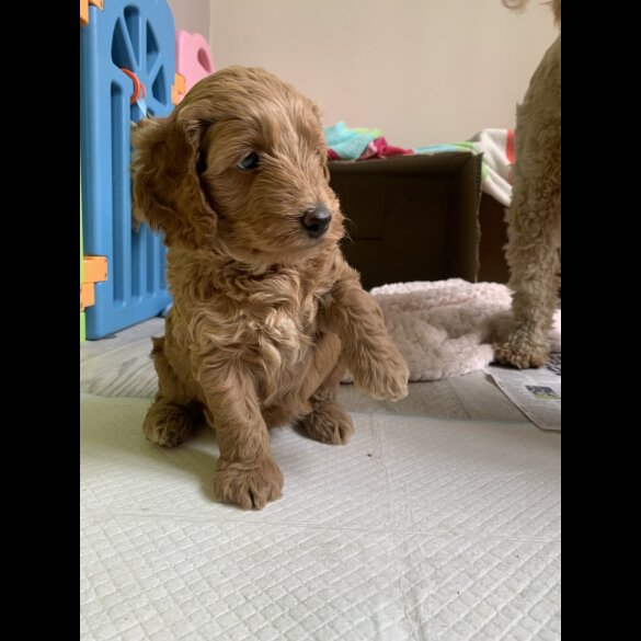 Cockapoo - Both