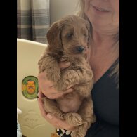 Cockapoo - Both