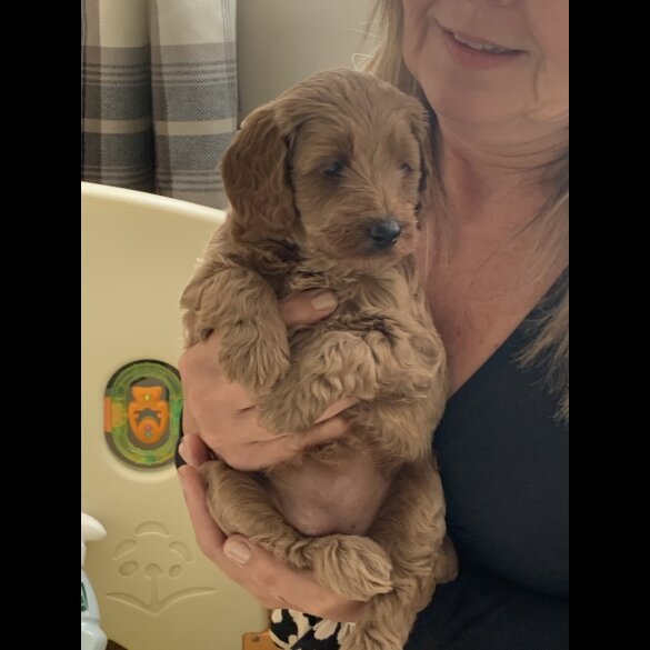 Cockapoo - Both