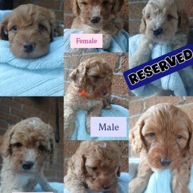 Cockapoo - Both
