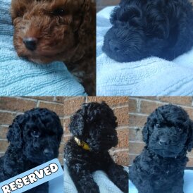 Cockapoo - Dogs